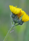 Einzelbild 8 Öhrchen-Habichtskraut - Hieracium lactucella