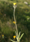 Einzelbild 6 Gletscher-Habichtskraut - Hieracium angustifolium