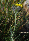 Einzelbild 7 Gletscher-Habichtskraut - Hieracium angustifolium