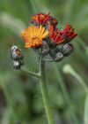 Einzelbild 5 Orangerotes Habichtskraut - Hieracium aurantiacum