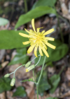 Einzelbild 5 Wald-Habichtskraut - Hieracium murorum aggr.