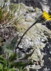 Einzelbild 5 Drüsiges Grauzottiges Habichtskraut - Hieracium glanduliferum