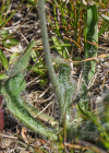 Einzelbild 7 Drüsiges Grauzottiges Habichtskraut - Hieracium glanduliferum
