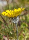 Einzelbild 8 Drüsiges Grauzottiges Habichtskraut - Hieracium glanduliferum