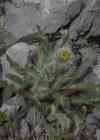 Einzelbild 6 Zottiges Habichtskraut - Hieracium villosum