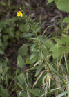 Einzelbild 5 Doldiges Habichtskraut - Hieracium umbellatum aggr.