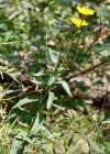 Einzelbild 6 Doldiges Habichtskraut - Hieracium umbellatum aggr.