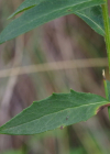 Einzelbild 7 Doldiges Habichtskraut - Hieracium umbellatum aggr.