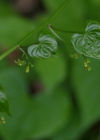 Einzelbild 8 Schmerwurz - Tamus communis