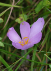 Einzelbild 8 Herbst-Zeitlose - Colchicum autumnale