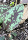 Einzelbild 6 Hundszahnlilie - Erythronium dens-canis
