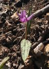 Einzelbild 8 Hundszahnlilie - Erythronium dens-canis
