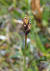 Einzelbild 4 Faltenlilie - Lloydia serotina