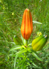 Einzelbild 5 Bulbillentragende Feuerlilie - Lilium bulbiferum subsp. bulbiferum