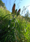 Einzelbild 6 Bulbillentragende Feuerlilie - Lilium bulbiferum subsp. bulbiferum
