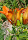 Einzelbild 7 Bulbillentragende Feuerlilie - Lilium bulbiferum subsp. bulbiferum