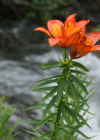 Einzelbild 8 Bulbillentragende Feuerlilie - Lilium bulbiferum subsp. bulbiferum