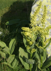 Einzelbild 6 Gemeiner Germer - Veratrum album
