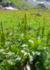 Einzelbild 7 Gemeiner Germer - Veratrum album