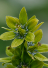 Einzelbild 8 Gemeiner Germer - Veratrum album