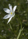 Einzelbild 5 Doldiger Milchstern - Ornithogalum umbellatum