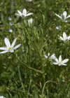 Einzelbild 6 Doldiger Milchstern - Ornithogalum umbellatum