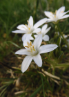 Einzelbild 7 Doldiger Milchstern - Ornithogalum umbellatum