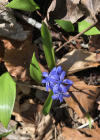 Einzelbild 6 Zweiblättriger Blaustern - Scilla bifolia