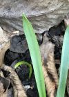 Einzelbild 7 Zweiblättriger Blaustern - Scilla bifolia