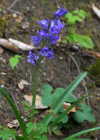 Einzelbild 5 Hasenglöckchen - Hyacinthoides non-scripta