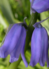 Einzelbild 6 Hasenglöckchen - Hyacinthoides non-scripta