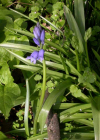 Einzelbild 7 Hasenglöckchen - Hyacinthoides non-scripta