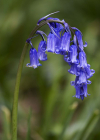 Einzelbild 8 Hasenglöckchen - Hyacinthoides non-scripta