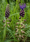 Einzelbild 7 Schopfige Traubenhyazinthe - Muscari comosum