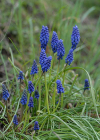 Einzelbild 6 Weinberg-Traubenhyazinthe - Muscari neglectum aggr.