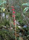 Einzelbild 7 Quirlblättriges Salomonssiegel - Polygonatum verticillatum