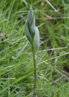 Einzelbild 5 Vielblütiges Salomonssiegel - Polygonatum multiflorum