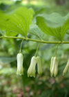 Einzelbild 6 Vielblütiges Salomonssiegel - Polygonatum multiflorum