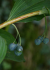 Einzelbild 8 Vielblütiges Salomonssiegel - Polygonatum multiflorum