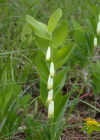 Einzelbild 5 Echtes Salomonssiegel - Polygonatum odoratum