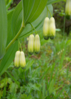 Einzelbild 6 Echtes Salomonssiegel - Polygonatum odoratum
