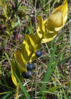 Einzelbild 7 Echtes Salomonssiegel - Polygonatum odoratum