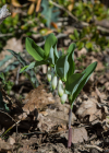 Einzelbild 8 Echtes Salomonssiegel - Polygonatum odoratum