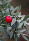 Einzelbild 5 Mäusedorn - Ruscus aculeatus