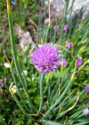 Einzelbild 6 Schnittlauch - Allium schoenoprasum