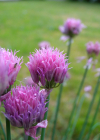 Einzelbild 7 Schnittlauch - Allium schoenoprasum