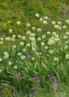 Einzelbild 6 Allermannsharnisch - Allium victorialis
