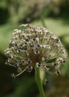 Einzelbild 7 Allermannsharnisch - Allium victorialis