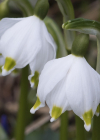 Einzelbild 5 Märzenglöckchen - Leucojum vernum