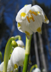 Einzelbild 7 Märzenglöckchen - Leucojum vernum